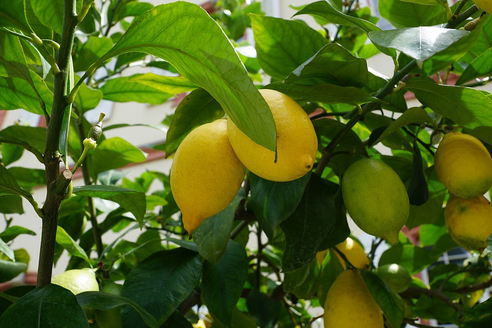 limone lemon